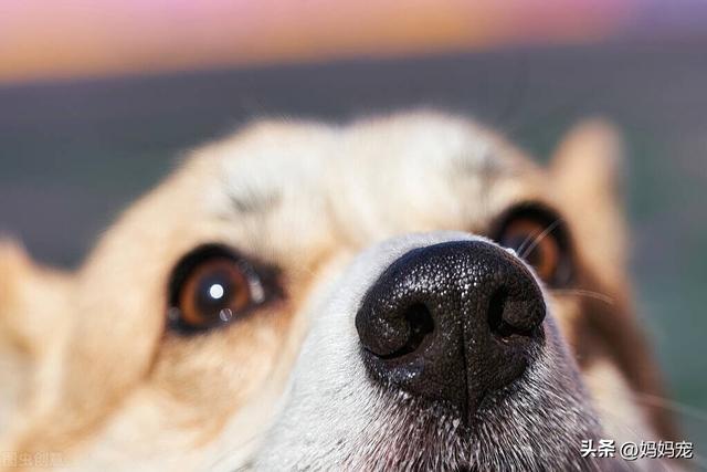 500元以下的宠物狗，500元以内的宠物狗（三色柯基多少钱一只）