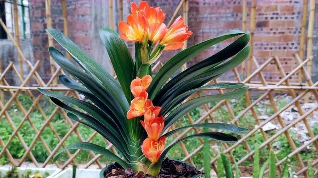 君子兰叶根腐烂怎么治，君子兰叶根腐烂怎么治好（巧施4个步骤就可以挽救）