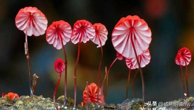世界上最漂亮的蘑菇，世界上最漂亮的蘑菇是什么（精华总伴日风来。美丽的蘑菇）