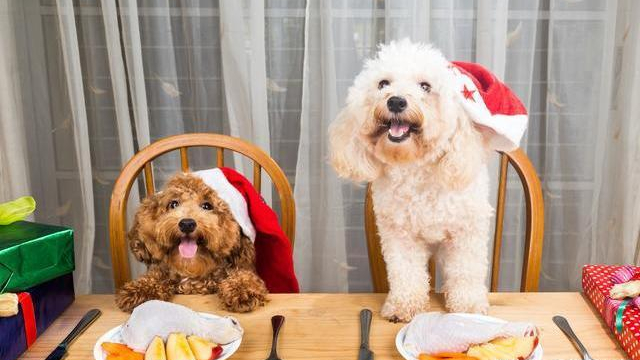 成年贵宾狗食量多少 贵宾犬食量