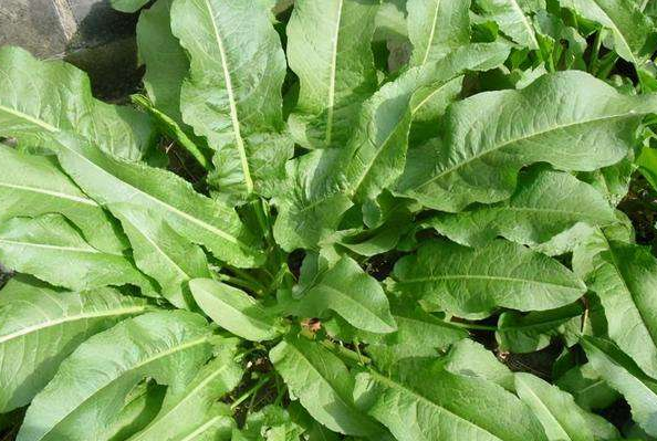 菠菜为什么会苦，为什么菠菜吃起来苦（农村的牛都不吃它）