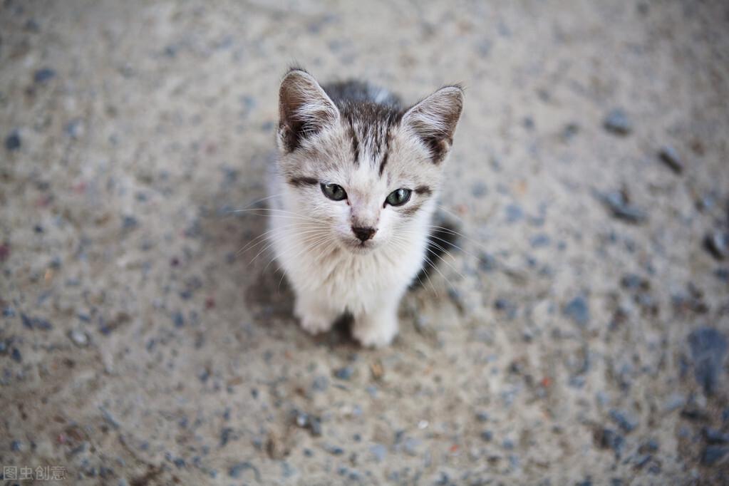 三个月的猫吃多少 三个月的猫一天拉几次大便