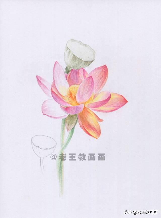 荷花简笔画带颜色，夏天荷花彩色简笔画