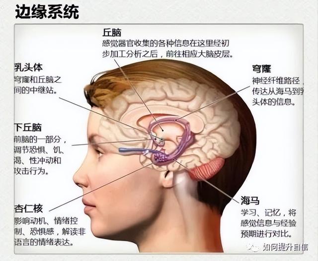 没脑子和单纯区别，没脑子和单纯区别是什么（花10分钟认识你的大脑）