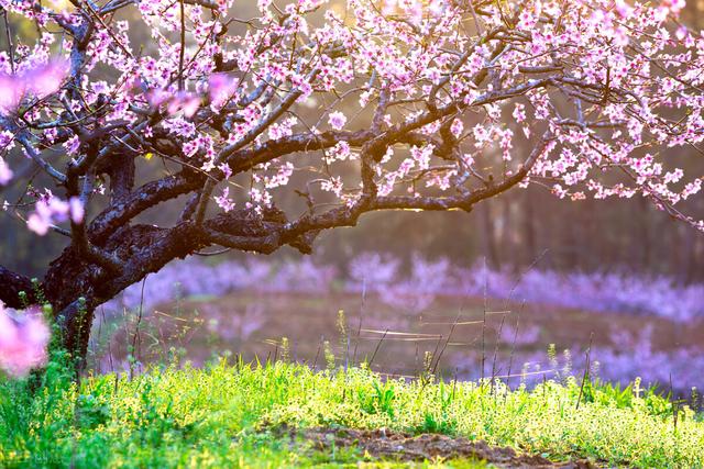 席慕容 无怨的青春，席慕容无怨的青春原文（《无怨的青春》席慕蓉）