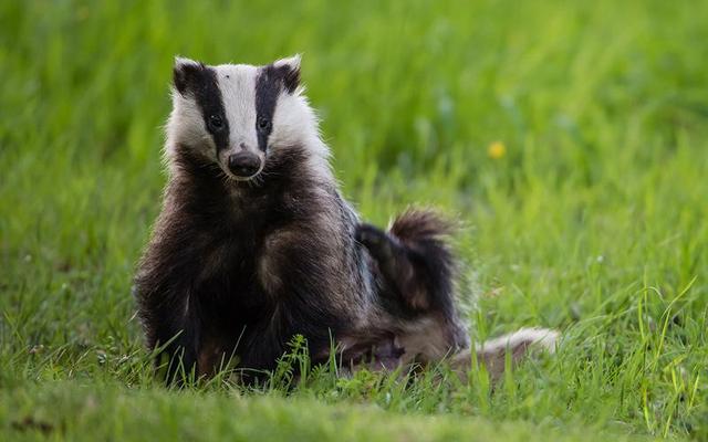 棲息山野指什麼動物,歸隱山野是什麼動物(屁股受傷後躲在農田裡)