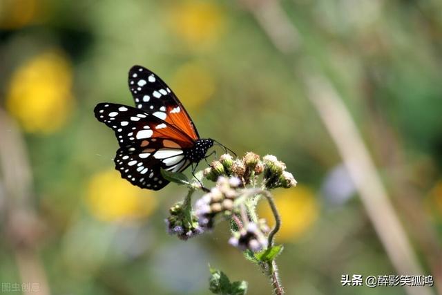 三年级蚂蚱的特点是什么，蚂蚱的特点和生活特征三年级下册（三年级语文下册《昆虫备忘录》课文详解）