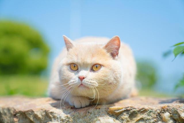 为什么猫咪会呕吐猫粮，猫咪呕吐、吐猫粮是什么原因造成的