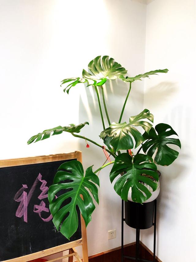 竹子的寓意和象征，竹子的象征意义是什么（有富贵招财好寓意）