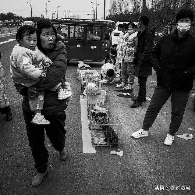 宠物市场在哪里，成都的宠物狗市场在那里呀（漯河宠物市场印象）