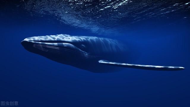 世界上最恐怖的鲸鱼，地球上最原始的鲨鱼（澳洲200头搁浅鲸鱼死亡）