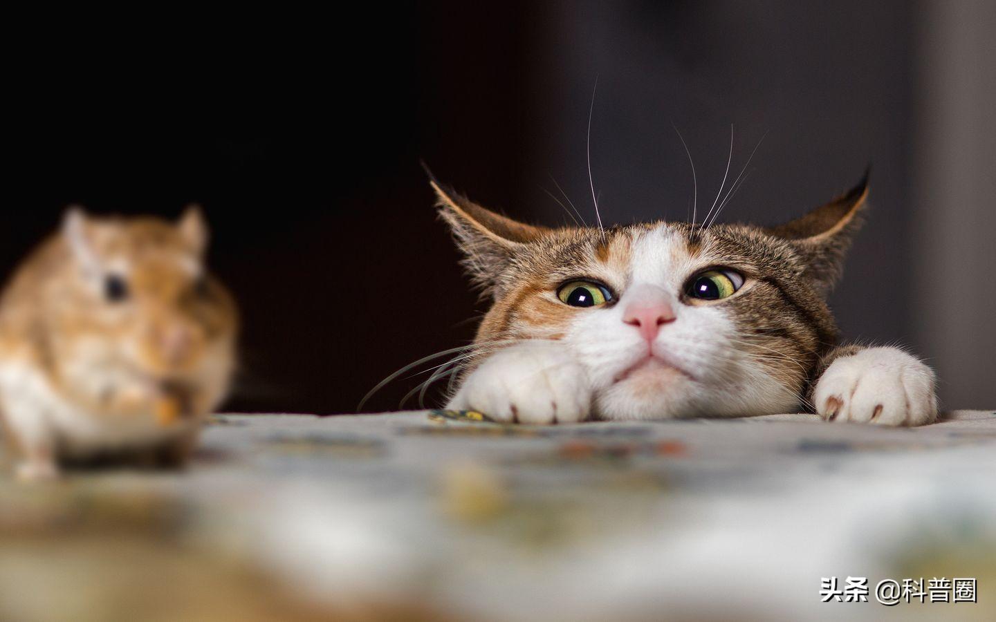 猫的生殖器(猫和狗连在一起)