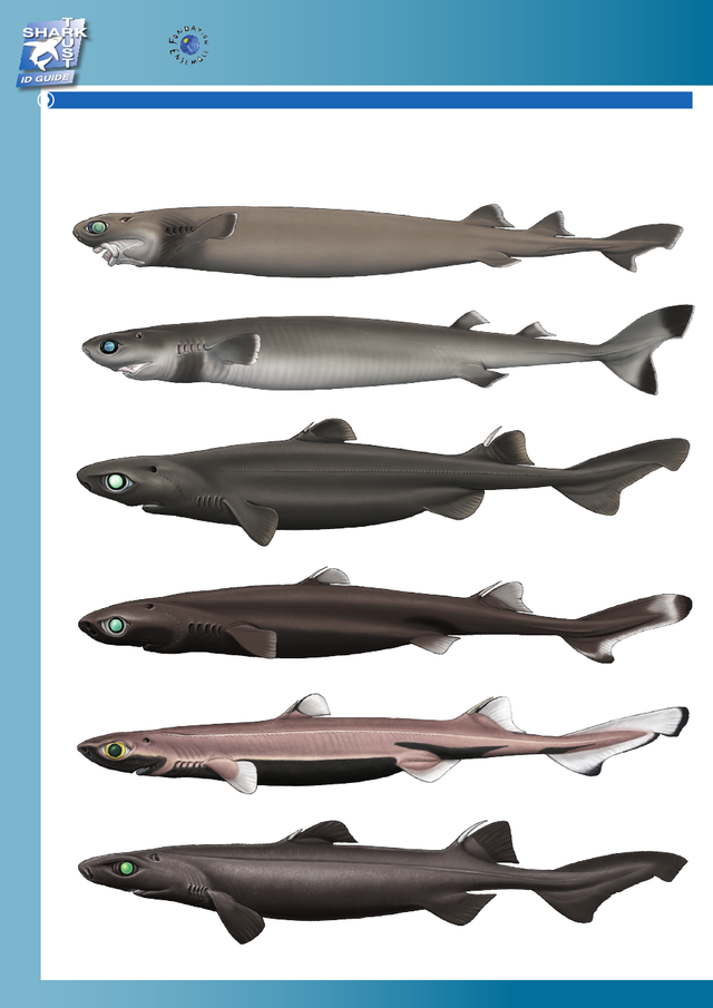 虎鲸和蓝鲸谁厉害，虎鲸vs巨齿鲨vs蓝鲸哪个会赢（深海最凶狠的动物）