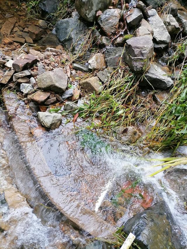 大自然的搬运工，大自然的搬运工是什么动物（大自然的搬运工是什么动物日记）