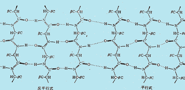 肽链是什么，研究肽链中肽键的序列对蛋白质结构的影响