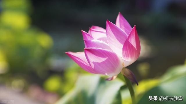 涉江采芙蓉原文及翻译，《涉江采芙蓉》原文及翻译（涉江采芙蓉六首：涉江采芙蓉）