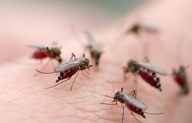 花蚊子，个头不大毒性强（花蚊子怎么消灭掉）