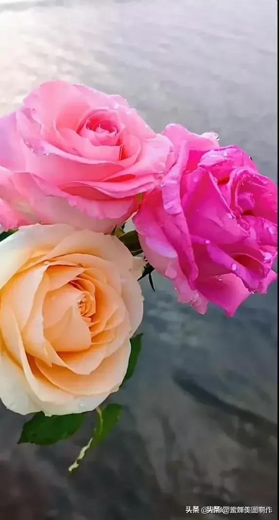 七夕节的图片，七夕浪漫情人节，玫瑰壁纸（七夕节的图片）