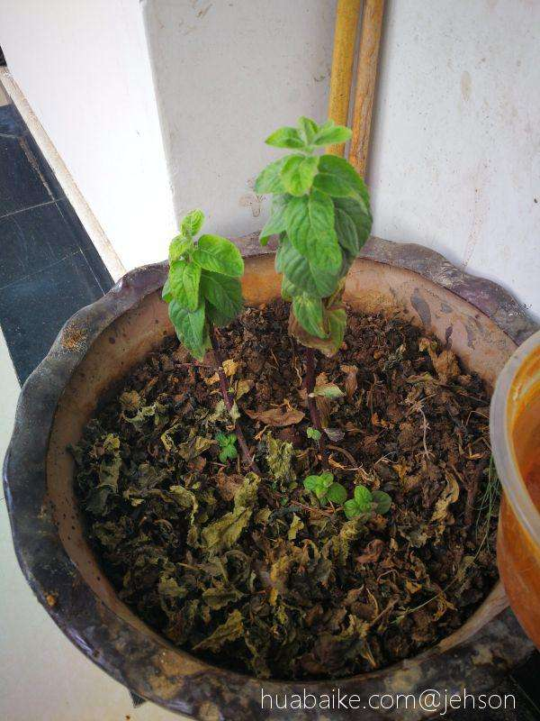 氮磷钾肥有哪些，氮磷钾肥有哪些化肥（氮磷钾3种肥不用买）