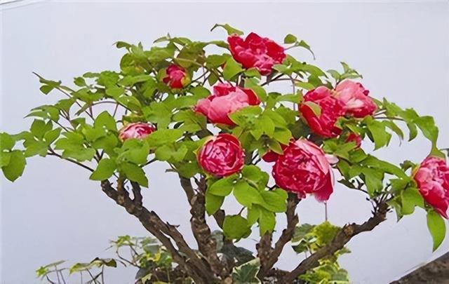 七彩牡丹花的养殖方法图片