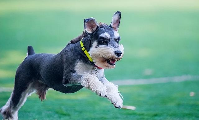 大型犬图片，昔日“受人追捧”的雪纳瑞（阿拉斯加大型犬图片）