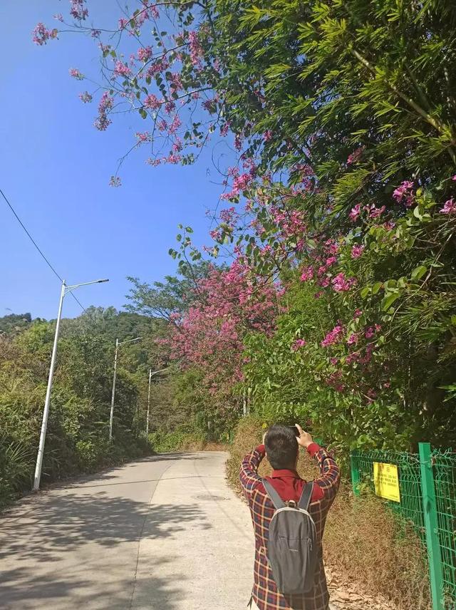 龙眼洞森林公园，广州龙洞森林公园介绍（广州徒步之渔龙线……）