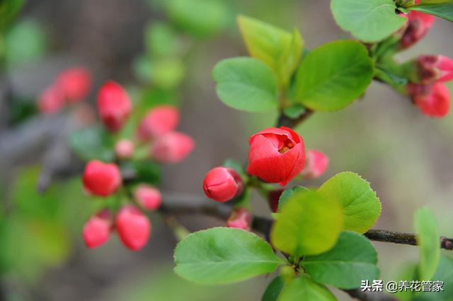 海棠花是什么颜色，海棠花分别有多少种颜色（海棠四品：四种形色，四种韵味）