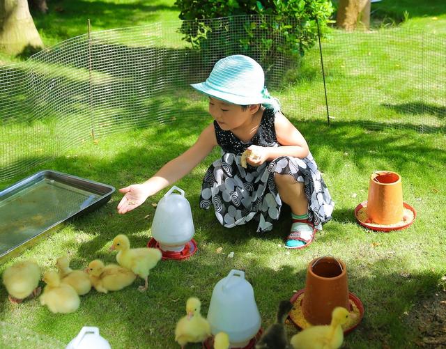 8亩地建小动物农场仅凭2招变网红打卡地，门票20喂动物10元，啥样