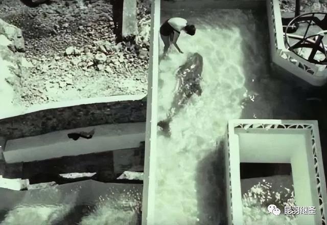 男子和海豚发生关系，南非一男子赏鲸差点被鲸鱼吞进嘴中（海豚殉情闭气自杀）