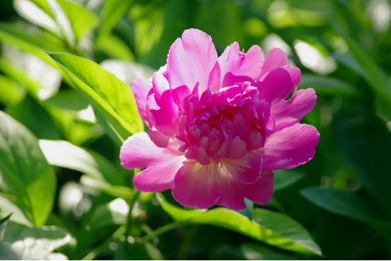 春天开的常见的花，春天的花有哪些（春天的花有哪些 名字）