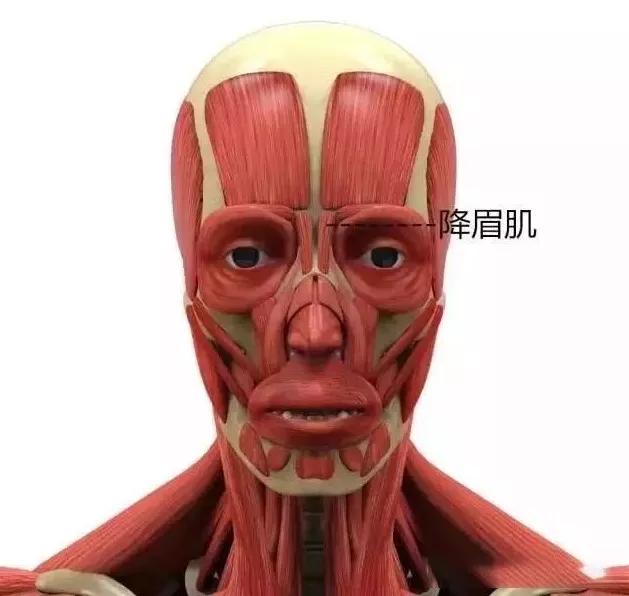 脸部结构图名称大全,脸部结构图解大全(面部肌肉解剖详解--表情美容都用她) 脸部结构图名称大全,脸部结构图解大全(面部肌肉解剖详解--表情美容都用她)