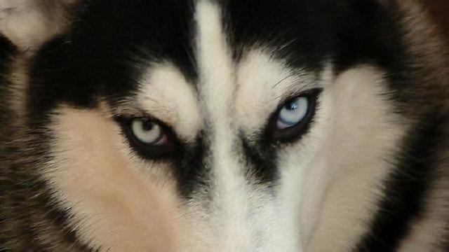 五大神兽vs五大凶兽，四大神兽被谁吃了（传说中的东北五大神兽）