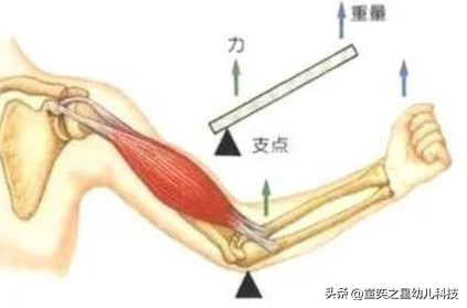 杠杆原理是什么，杠杆原理是什么生肖（小精灵科学室，什么是杠杆原理）