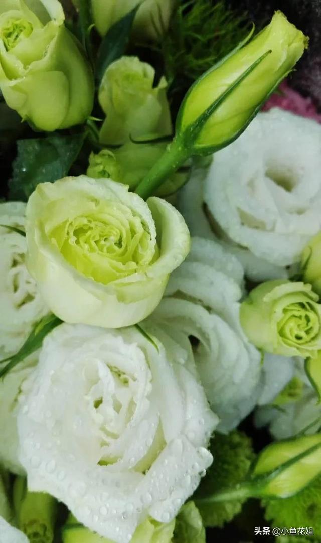 母亲节送什么花，母亲节送什么花最适合（能送给母亲的花不只是康乃馨）