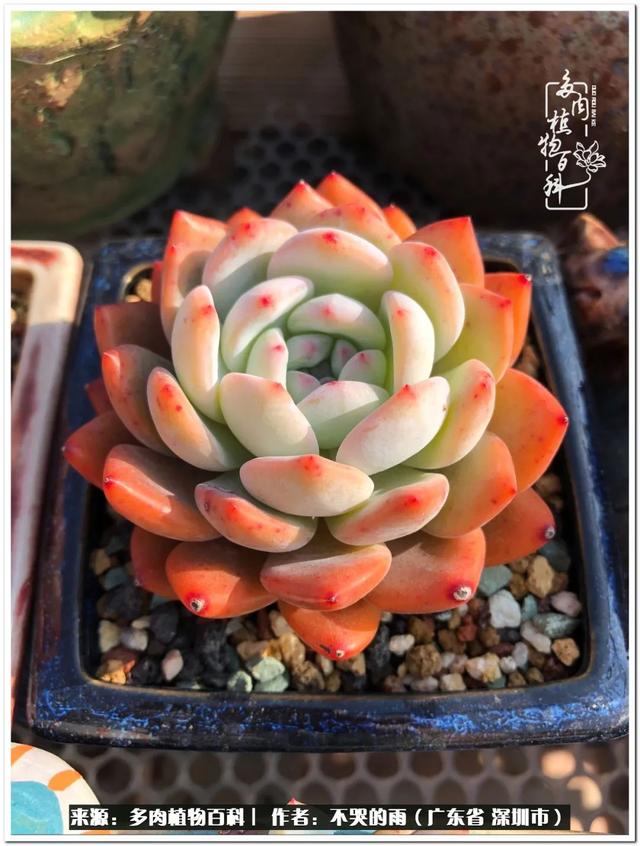 彩虹糖的梦 金娃娃，娃娃音适合唱哪些歌（愿2022心中有盼）