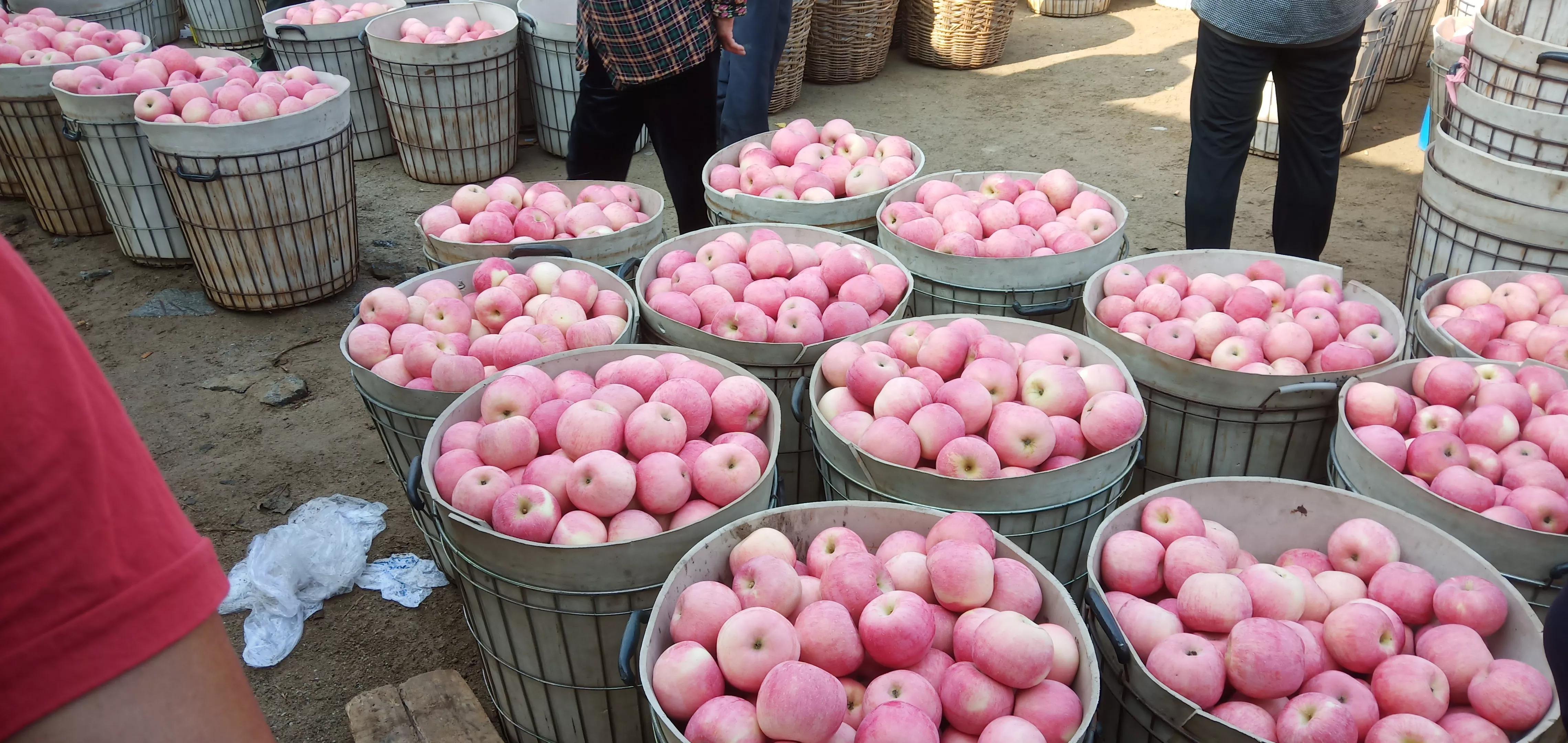 红色之爱苹果目前市场价多少钱，红色之爱苹果苗多少钱一棵（红将军苹果收购价格前高后低）