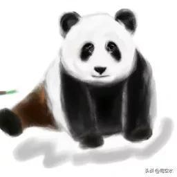 大熊猫的寿命，对于熊猫，你真的了解它吗