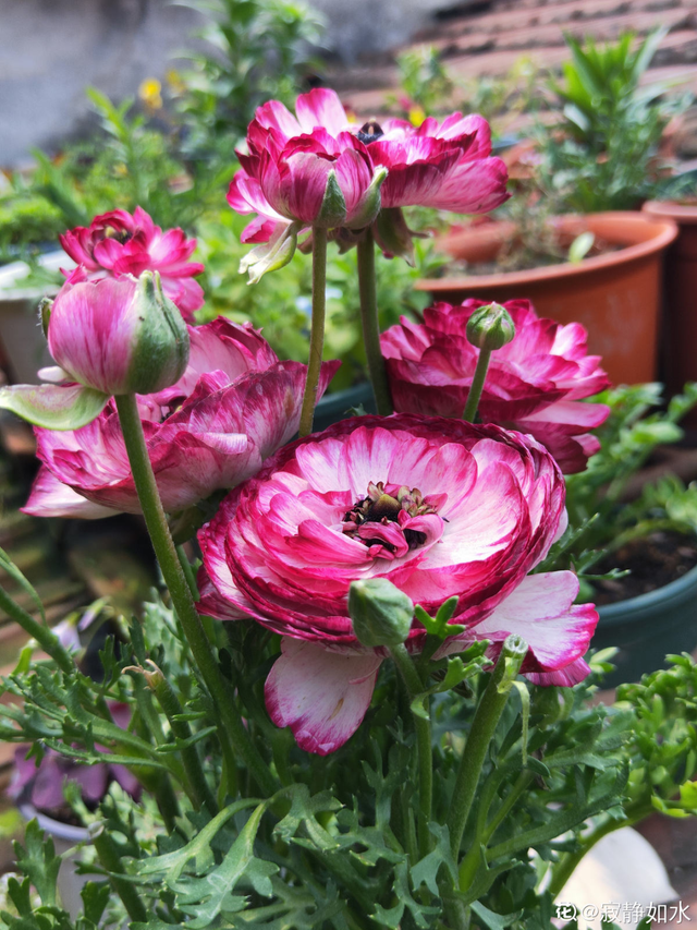 花毛茛如何种植，花毛茛怎么种（比月季还好看、好养）