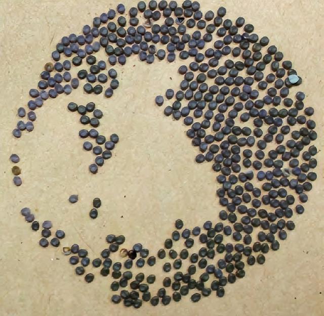 蚕的习性，蚕为什么辣么挑食，只吃桑叶（蚕有什么特性）