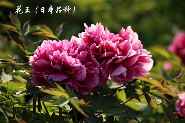 美丽的花中之王牡丹，被国人视为花中之王的牡丹品种