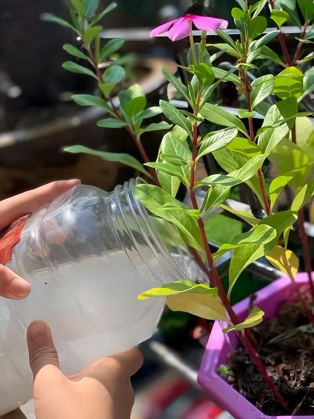 花肥用什么肥料好，养花用什么肥料（家里“5种”东西）