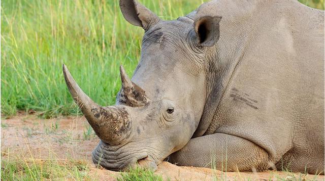 食肉动物有哪些，食肉动物有哪些动物（最后一个几秒能撞翻大树）