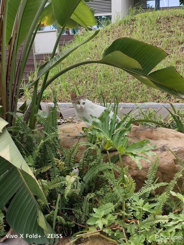 八英寸等于多少厘米，十英寸等于多少厘米长度（Fold+全面评测）