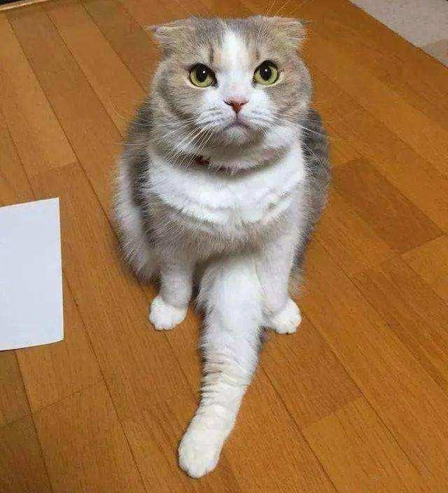 苏格兰折耳猫怎么养，苏格兰折耳猫能活多久（饲养“苏格兰折耳猫”）