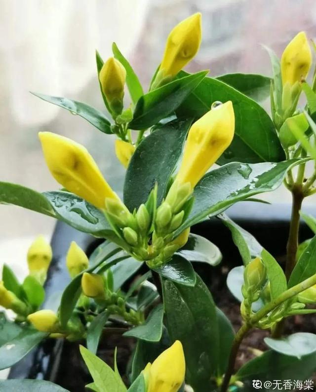 法国香水花，堪称开花界“航空母舰”（法国香水花有毒吗）