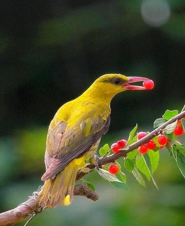 各种黄鹂鸟的各种叫声，大自然的小小精灵——黄鹂鸟