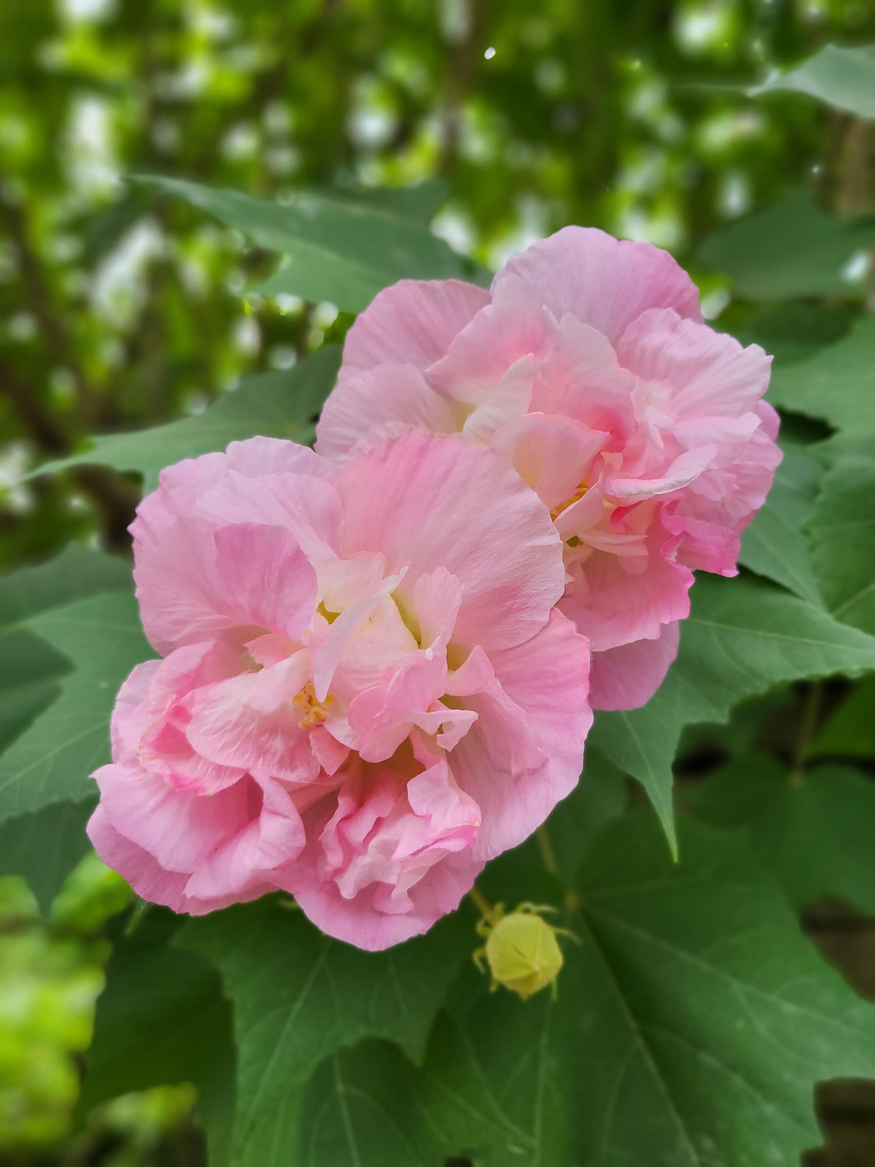 漂亮的芙蓉花图片大全图片