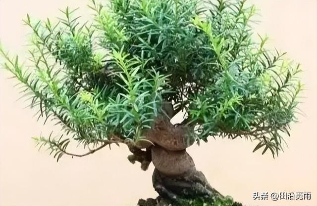 红豆杉修剪方法图解，红豆杉的修剪（临水、悬崖、斜干、曲干最漂亮）