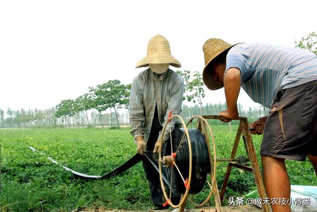 花生的生长过程，花生是怎么长出来的（又能促进开花结荚多收花生果）