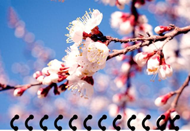【最in山东打卡地】春季赏花攻略来啦，踏青路线新鲜出炉，快去打卡！